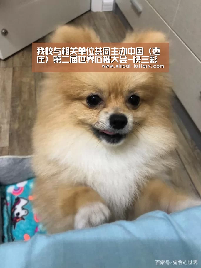 我校与相关单位共同主办中国(枣庄)第二届世界石榴大会-快三彩票走势分析(图1) 快三彩票走势分析